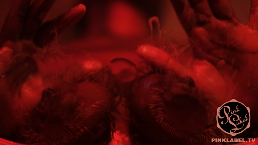 Max Disgrace Crystal Clear 5